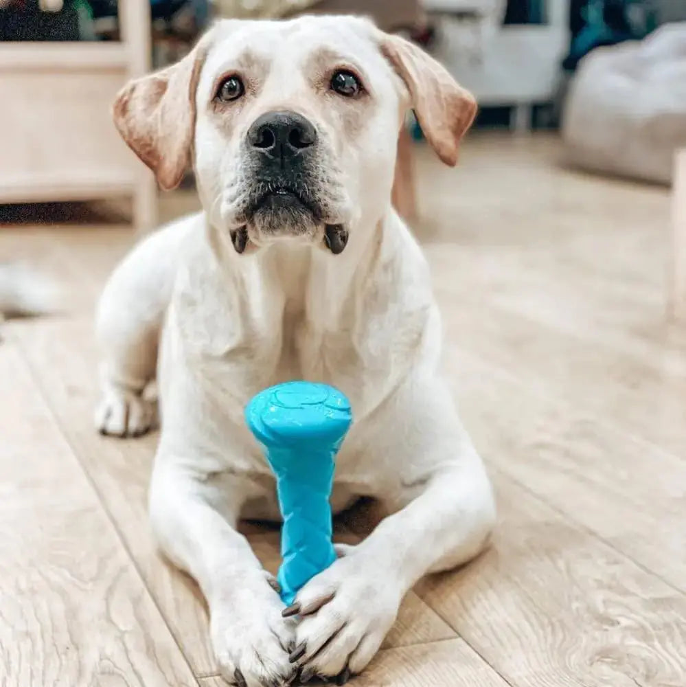 Outdoor Barbell Fetch Toy for All Dog Sizes Pets univers confort
